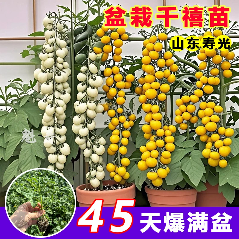 山东寿光各种番茄苗秧大全西红柿圣女果红黄黑千禧大粉矮生盆栽籽