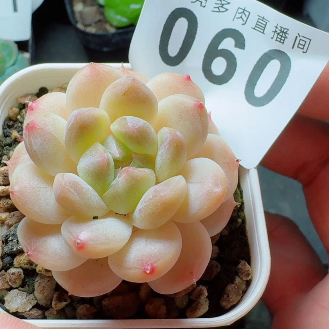 黄体冰魄            精美多肉植物