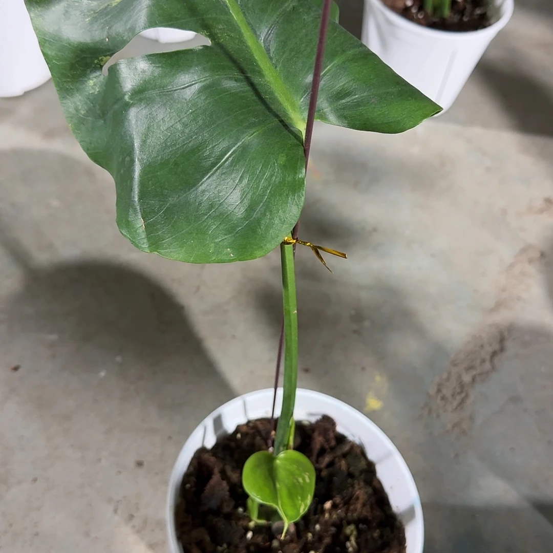 王***怼无花朵龟背竹植物一物一拍
