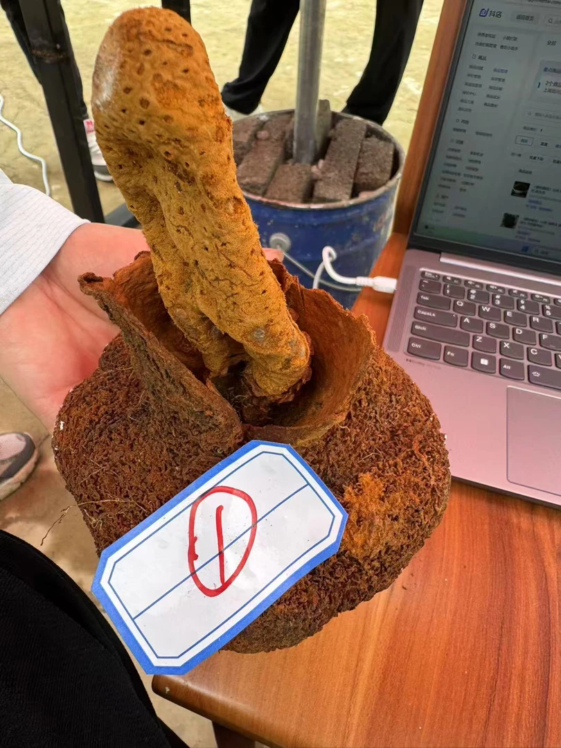 （糖妹精选）云南土特产 蛇菰菌 文王一支笔天然