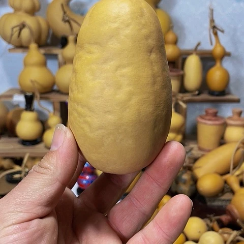 精品厚皮小冬瓜葫芦