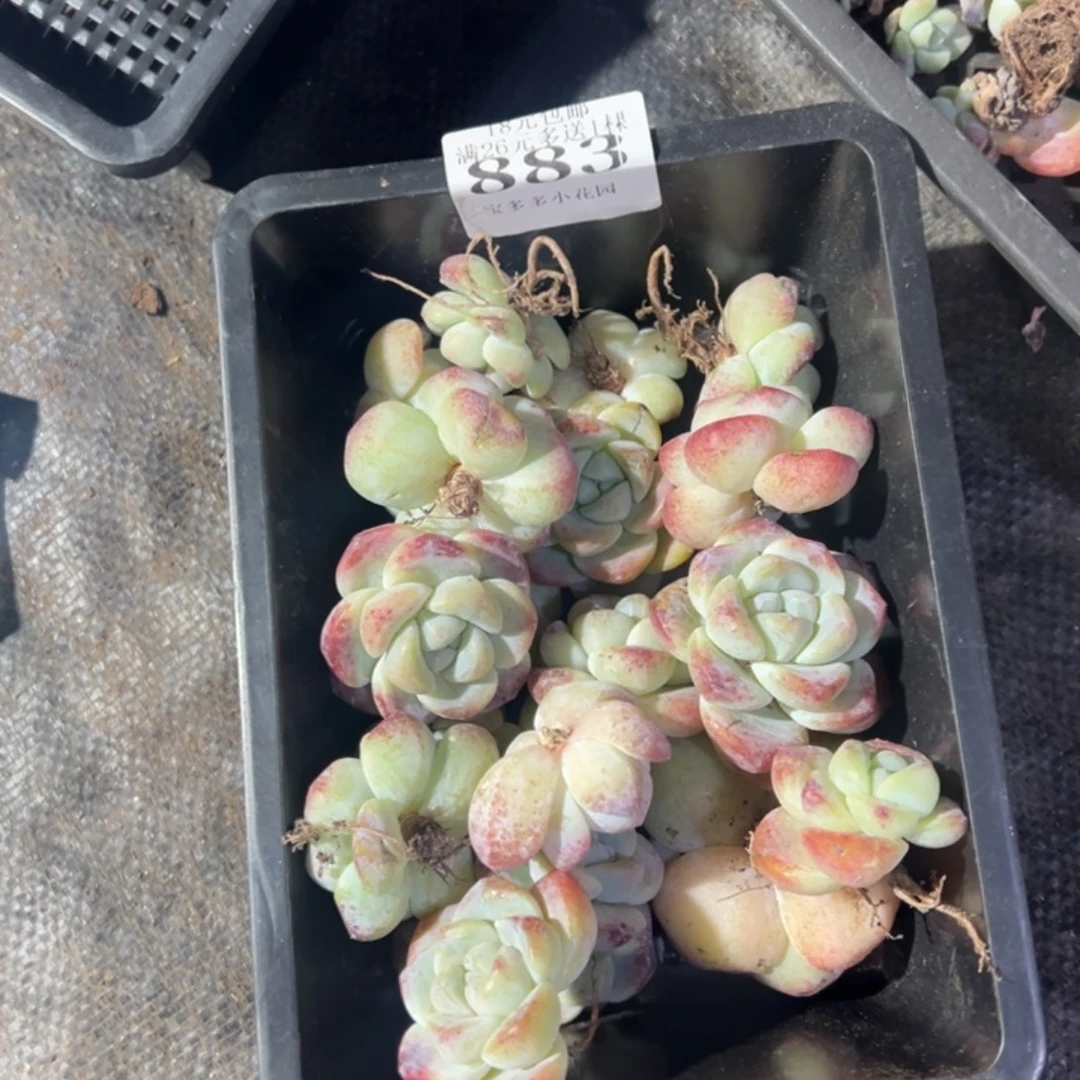 883号瑕疵冰玉到手21颗 一物一拍