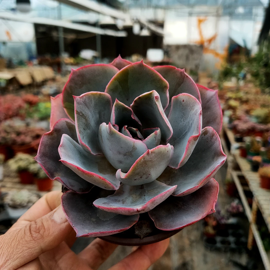 晚霞 满20包邮 薄叶三仙不带盆土发货包起来显小 直播间多肉植物