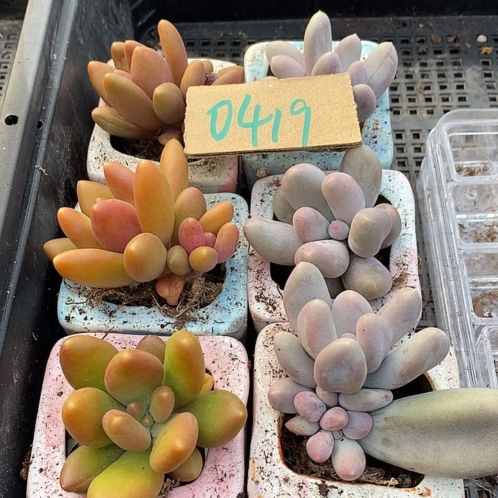 阳***草无花朵0419号一物一拍芒果