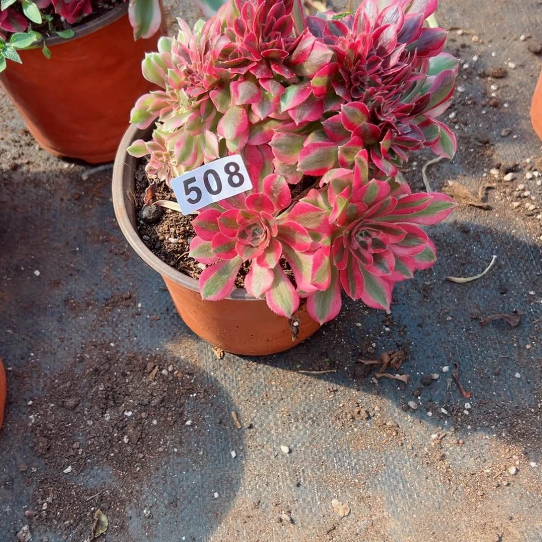 508 号多肉法师植物