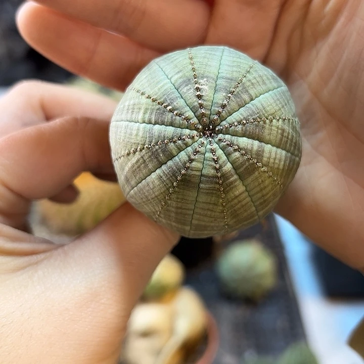 49号实生欧洲园艺布纹球4.6公分底部瑕疵