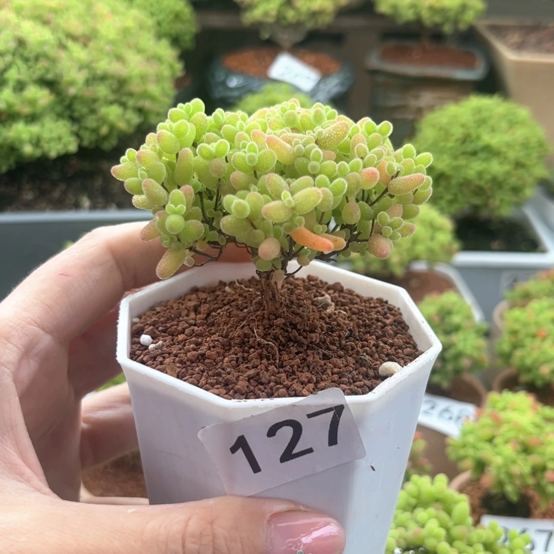 无花朵127蜜桔可爱多肉植物