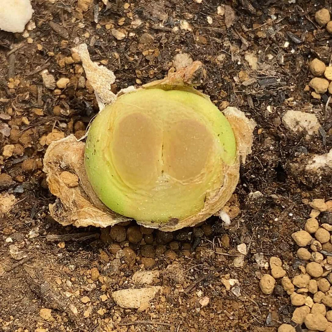 桃喜花园0605-13拉登