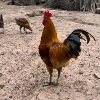 兰州同城现宰大公鸡适合大盘鸡净重4斤烧烤食材