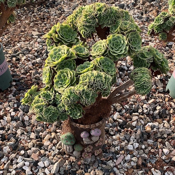 微瑕绿豆沙朵朵脱土发货