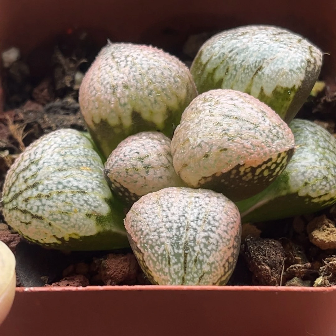 109红白银发发发发发发