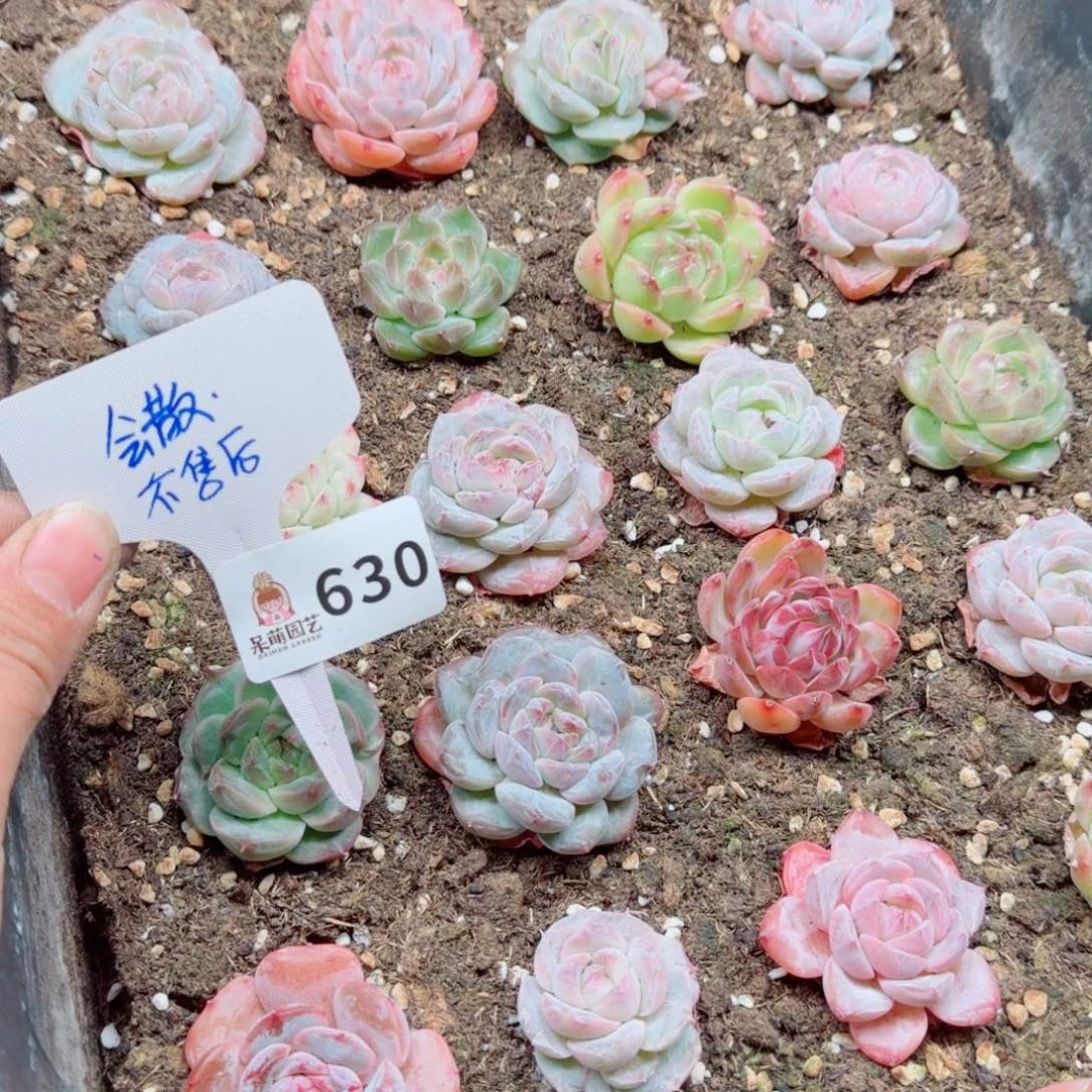 多肉植物多肉植物