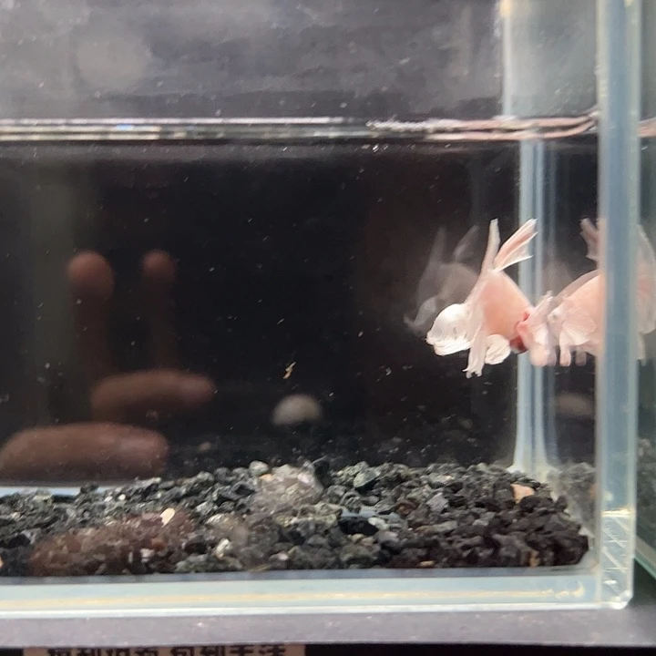 斗鱼一单包邮14日49