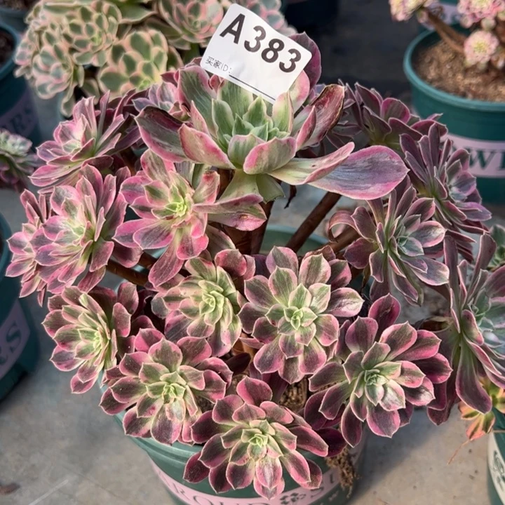 383白婚纱25厘米左右