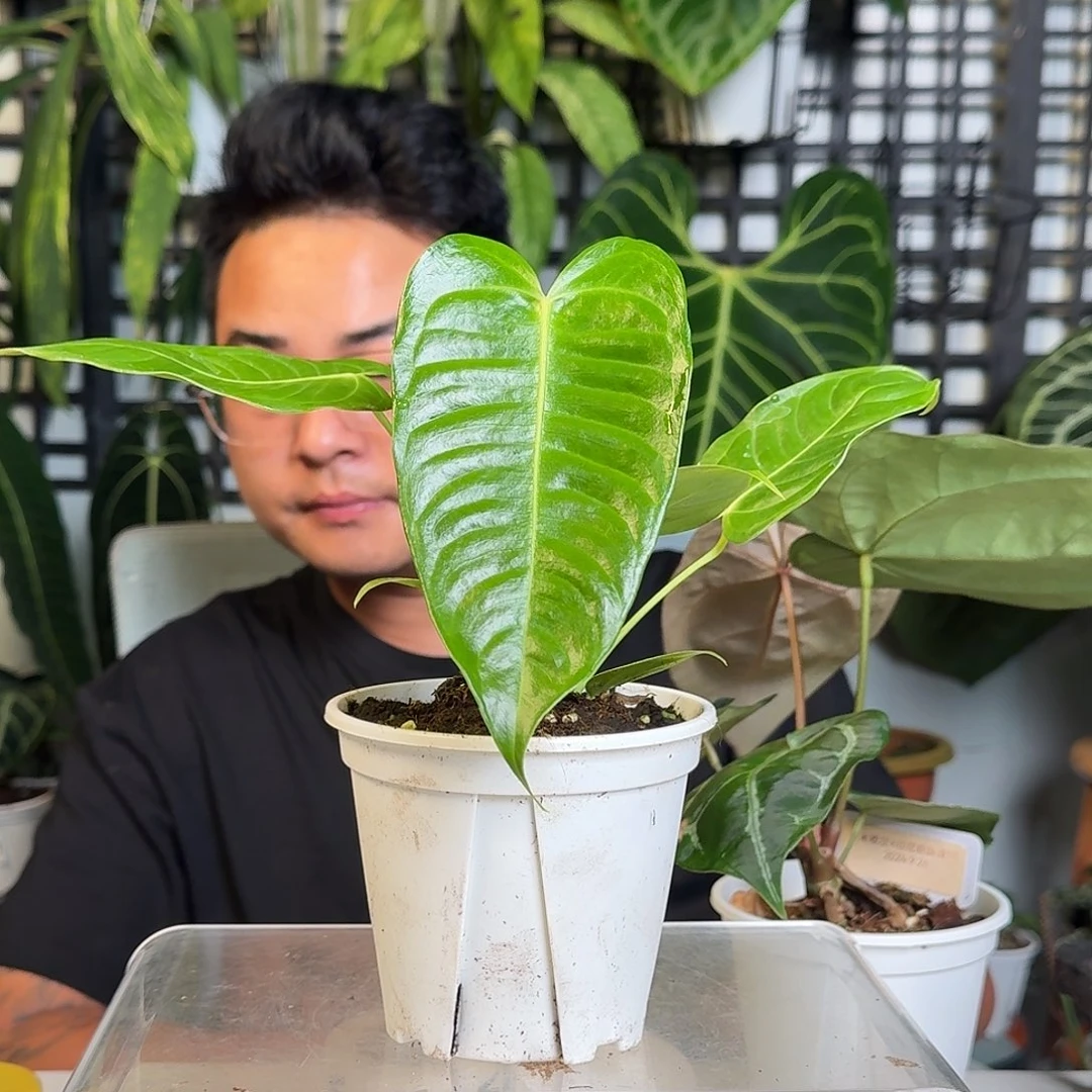 无花朵一物一拍W38