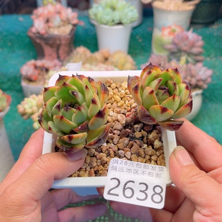 大2638；gzczccvvbbb