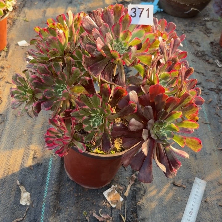 紫嫣多肉植物不包损371有断枝