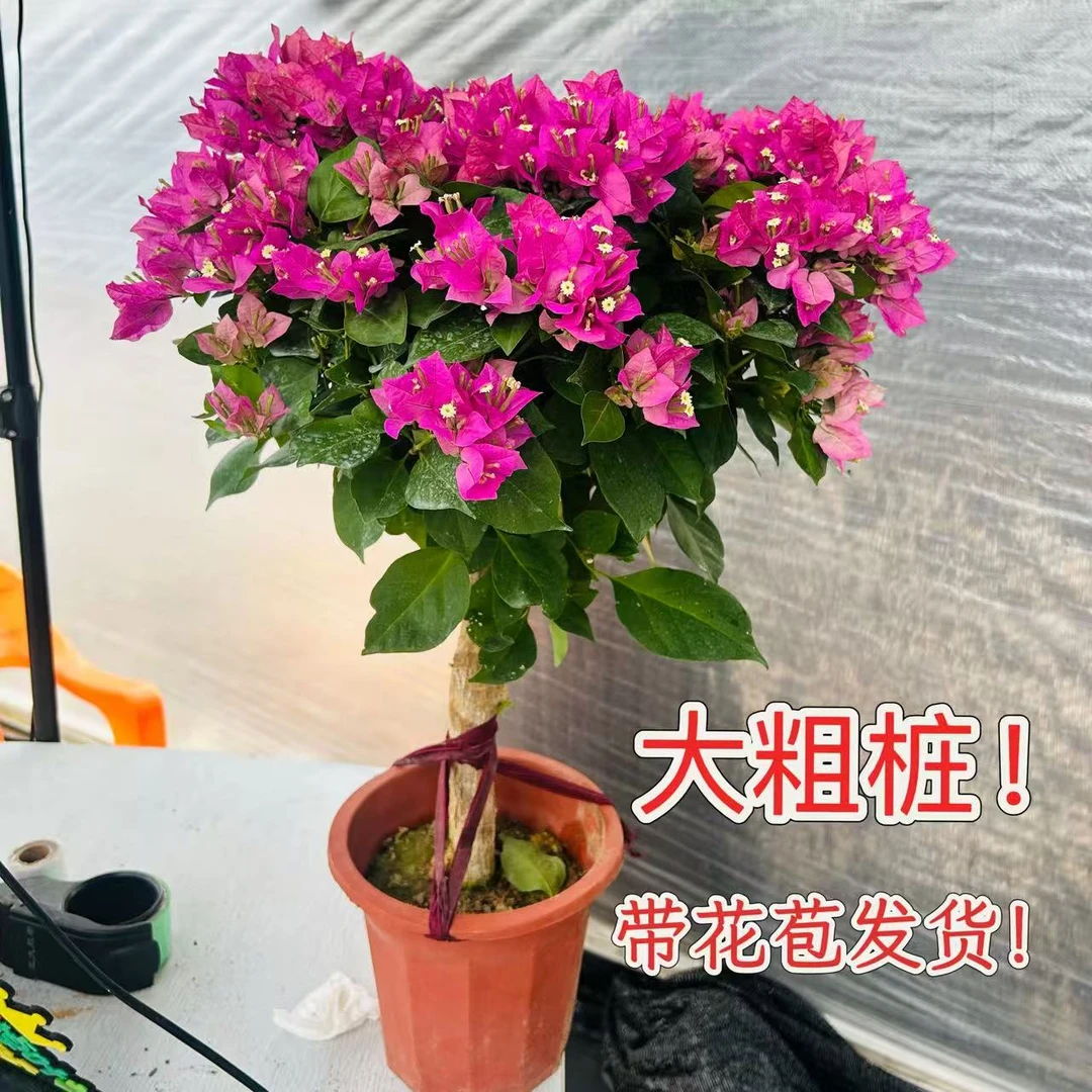 老桩棒棒糖（小叶紫）三角梅阳台绿植四季开花植物掉花掉叶介意慎拍