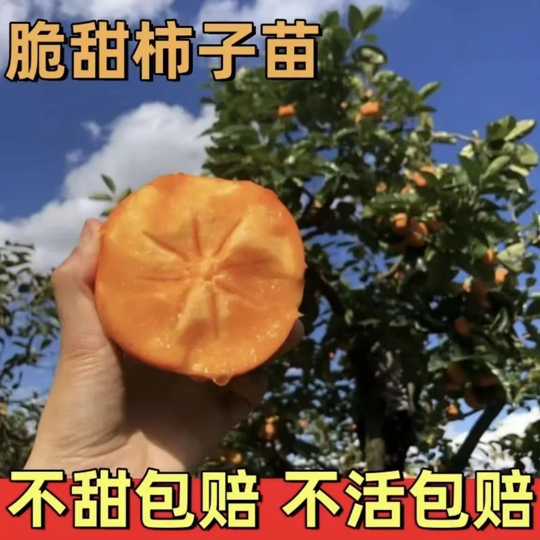 脆甜柿子树苗嫁接苗当年结果南北方种植耐寒抗高温巧克力脆甜纯甜