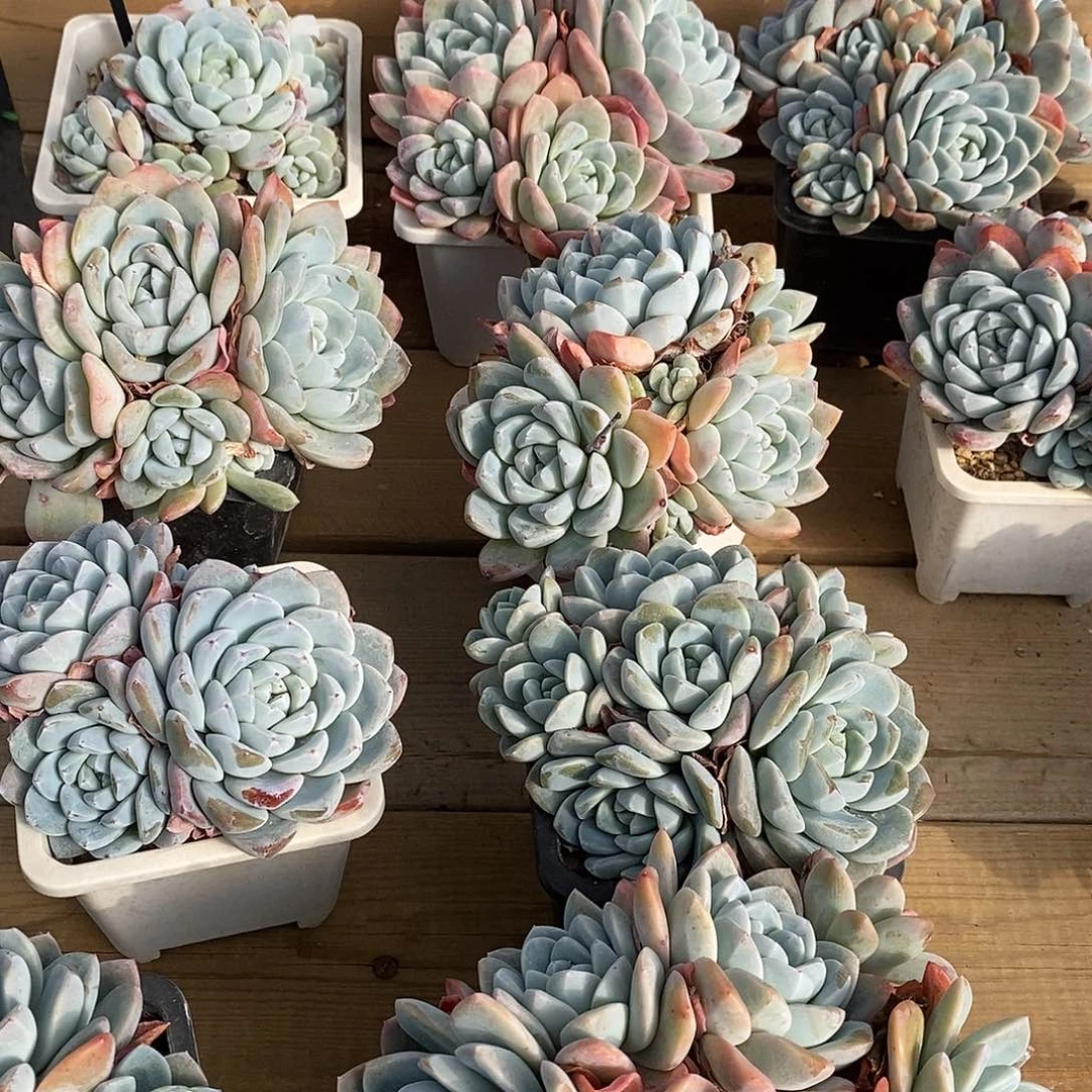 76雪媚娘，福利多多