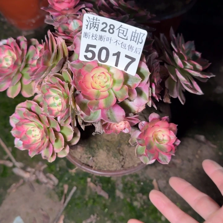 5017荔枝不包断枝