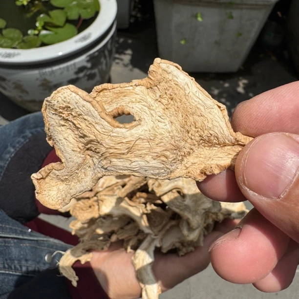 云南农家阳光小黄姜片泡水喝【山脊甄选】