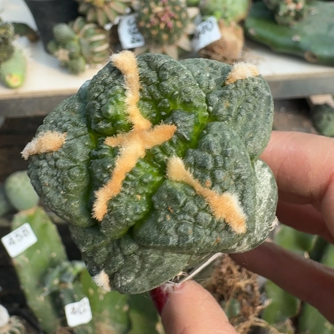 【闪购商品】无花朵我***名大尤连山454