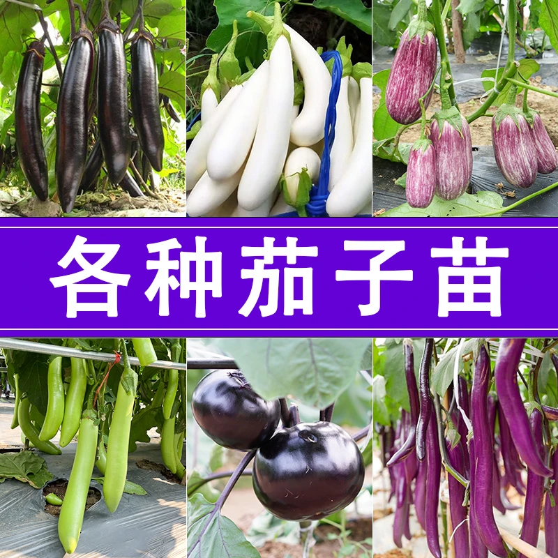 [各种茄子苗]茄子秧苗蔬菜苗家庭种植圆茄长茄苗特色白长茄苗
