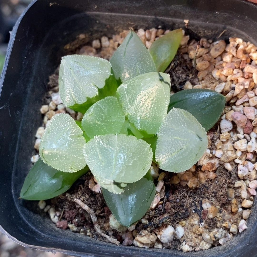 冰鸾玉一颗 元旦福利