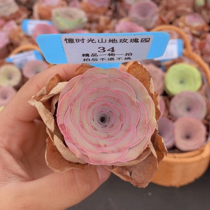 山地玫瑰34裸根发货不售后