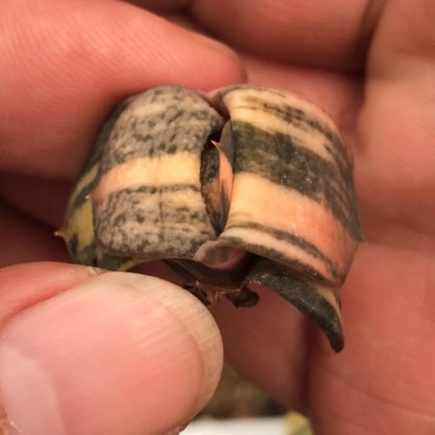 刚**:蜗牛锦蜗牛锦蜗牛锦