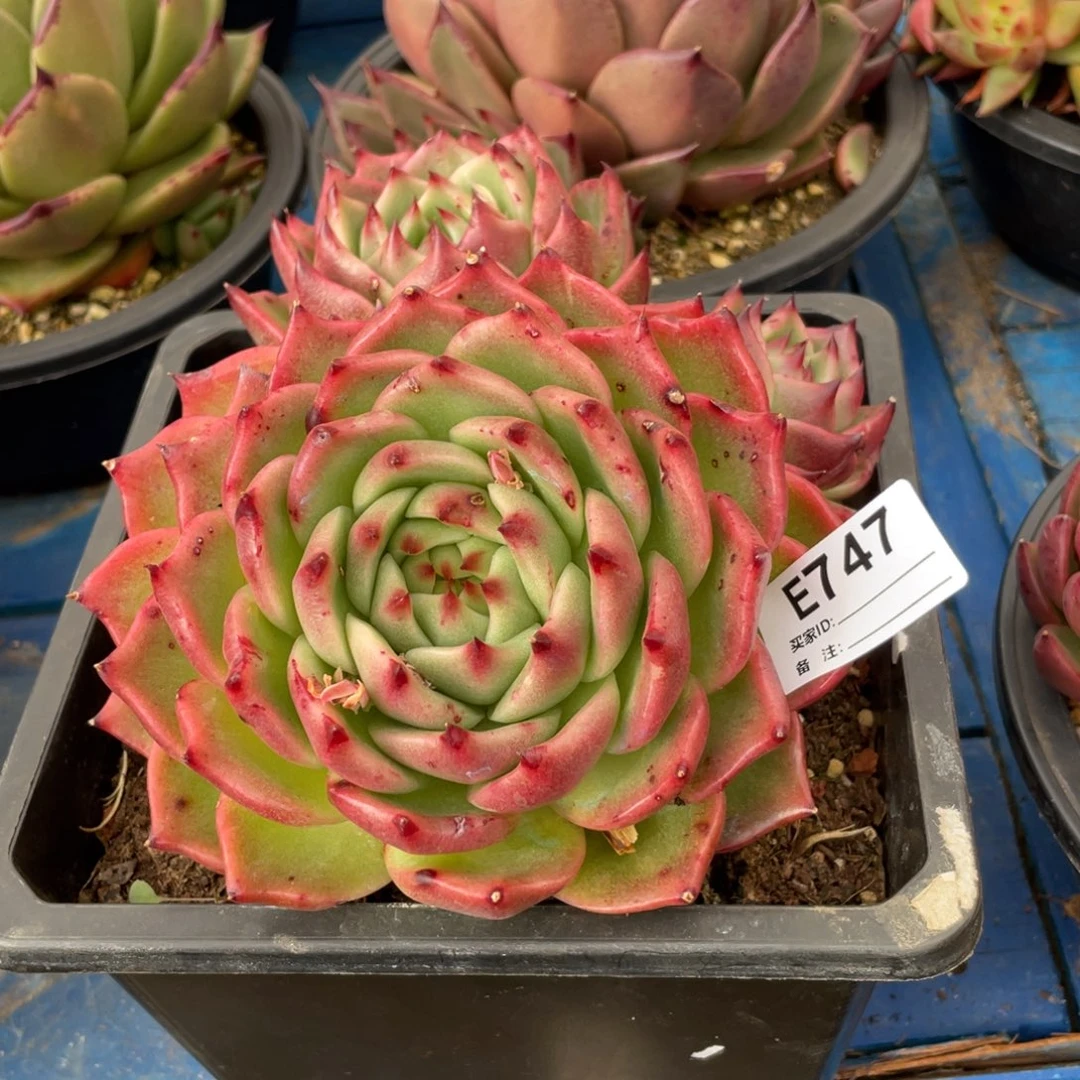 无花朵若如东云组拍E747