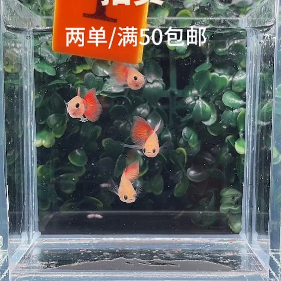 孔雀鱼1.绯红长公4条