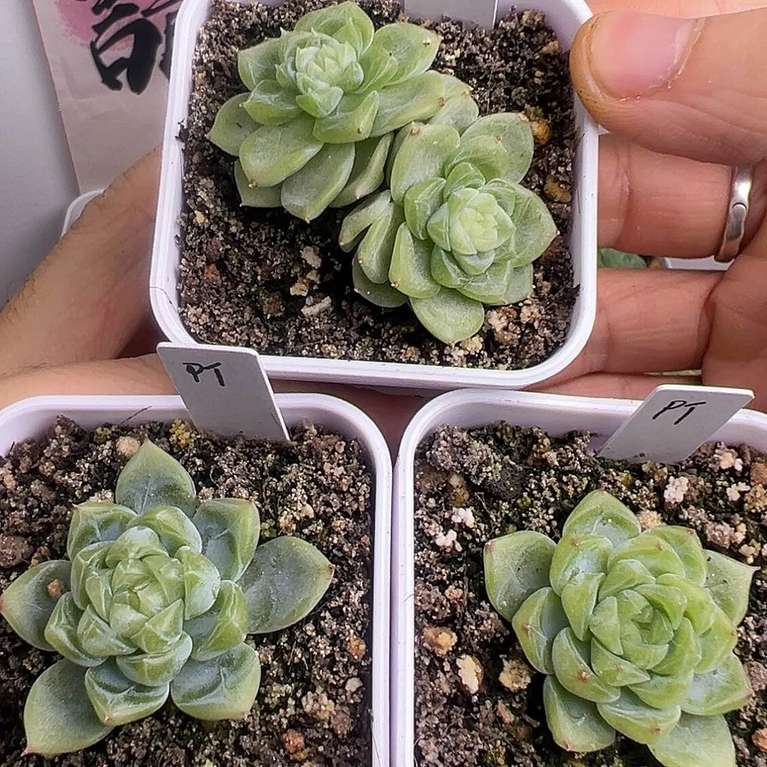 福利三颗泼天  无售后