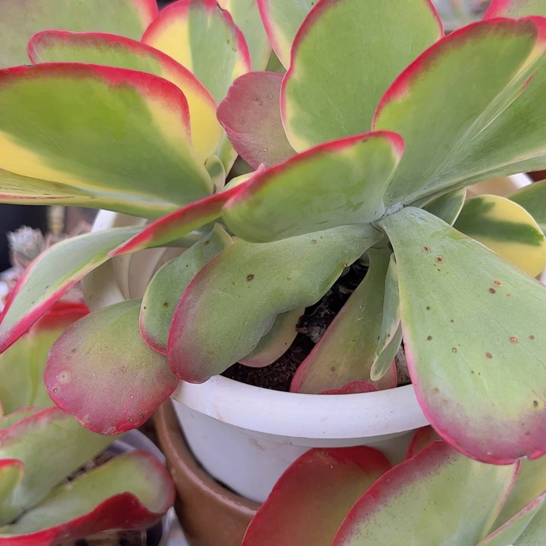 唐印锦群 多肉植物