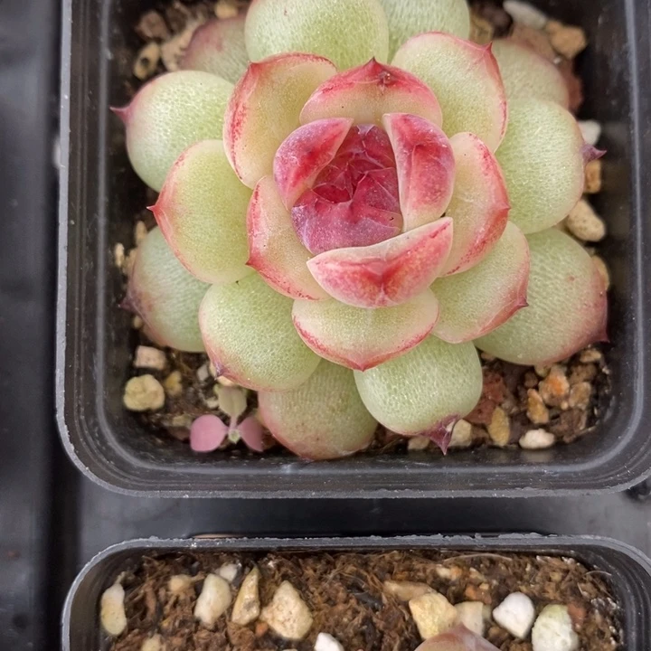 话梅糖 多肉 12.15