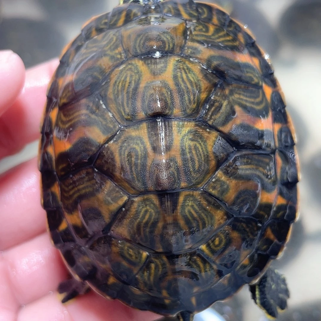 宠物龟不分公母火