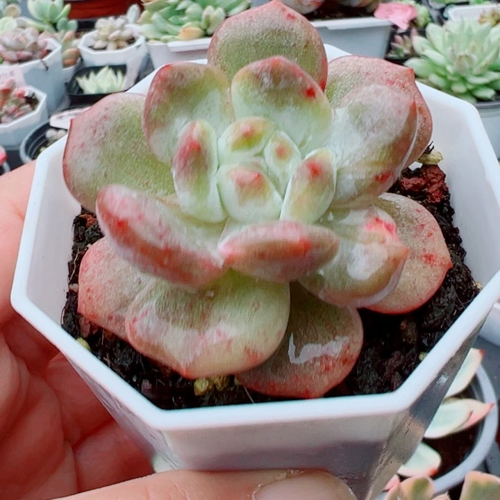 星星石化多肉多肉植物量