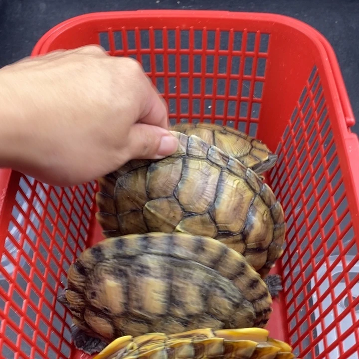 巴西彩龟母666666