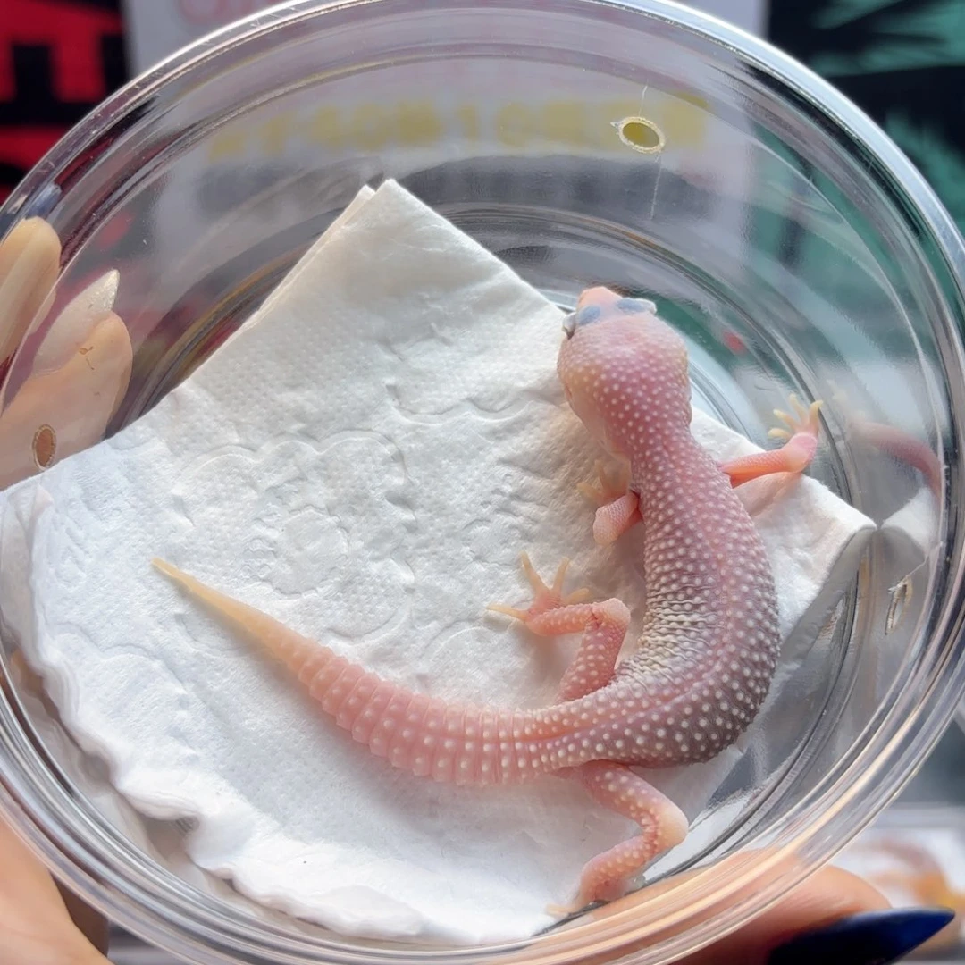 豹纹守宫恶魔白酒妹妹K11