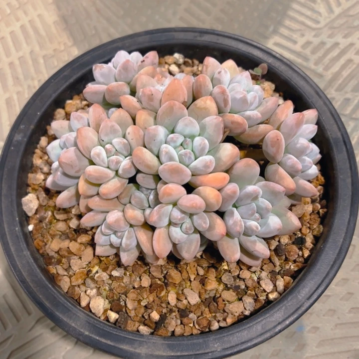 烟***冷香水自然群烟花易冷专拍寄养