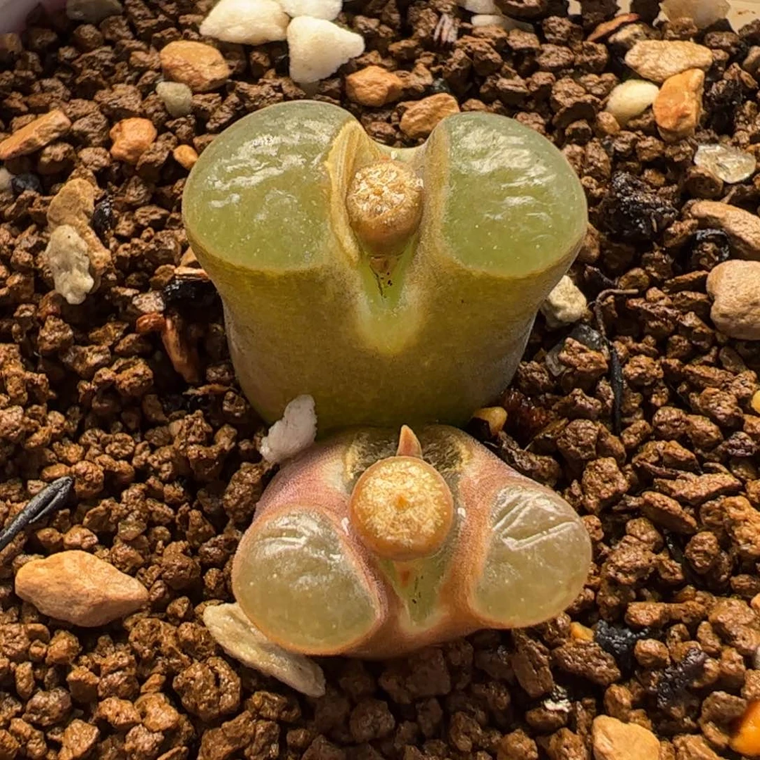 882多肉植物组合