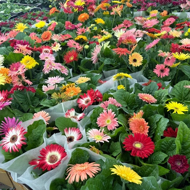 【缤纷甄选】精品非洲菊两盆两色加送一颗青稞苗颜色随机发