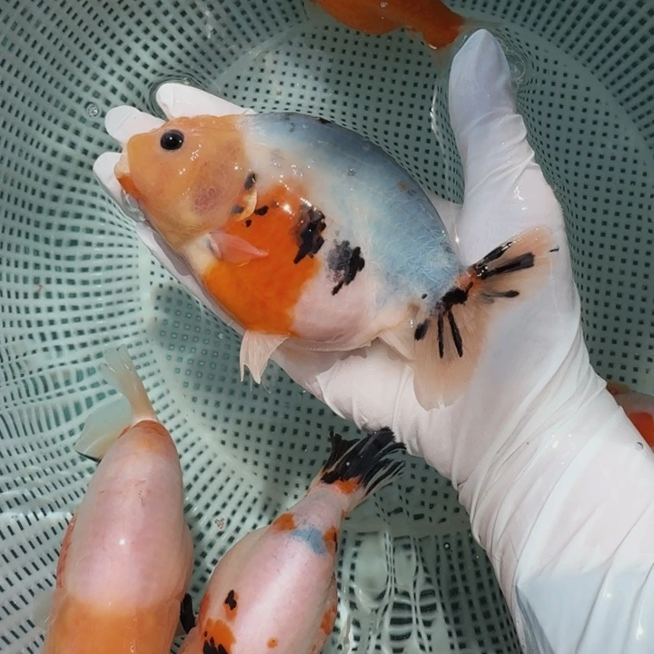金鱼大体兰寿压成