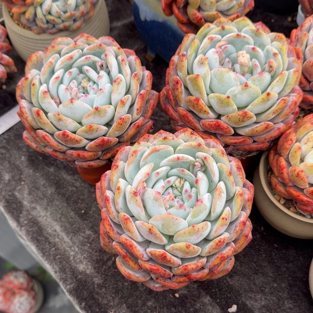 12-13公分，三颗大橙子一组