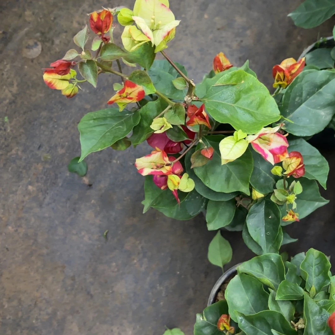 完全开放（哪吒）三角梅会落花落叶会光杆苗有大有小