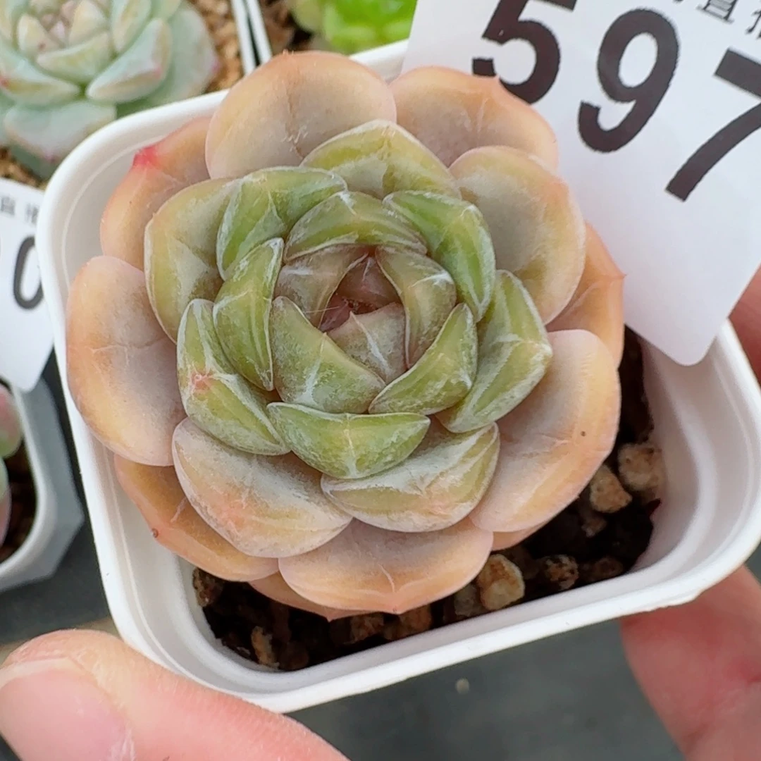 彩色恋人            精美多肉植物