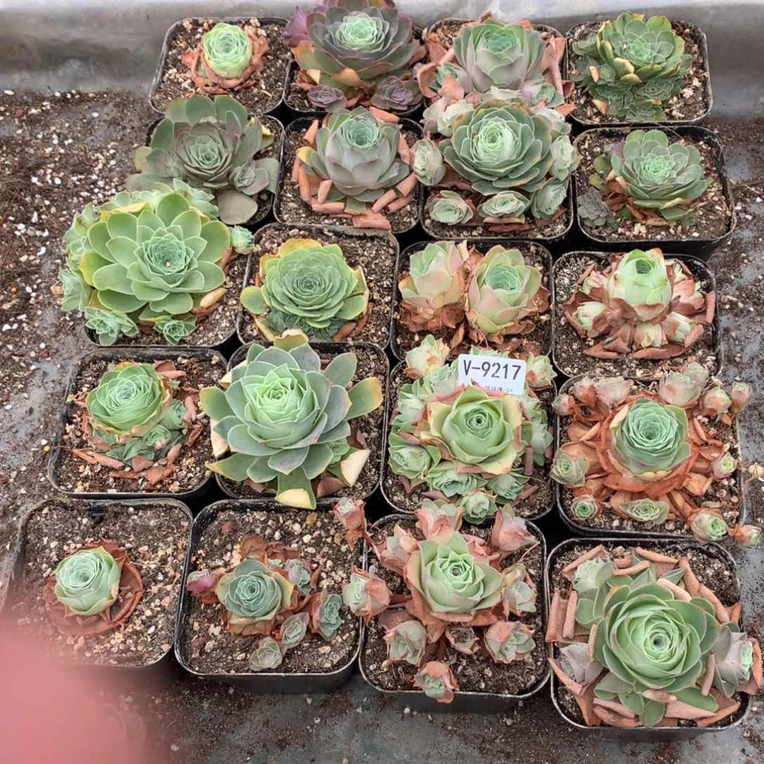 9217处理瑕疵品不售后