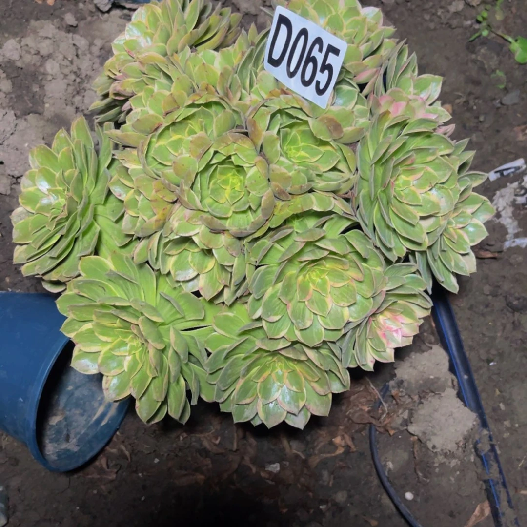 莲花座法师26////18包邮
