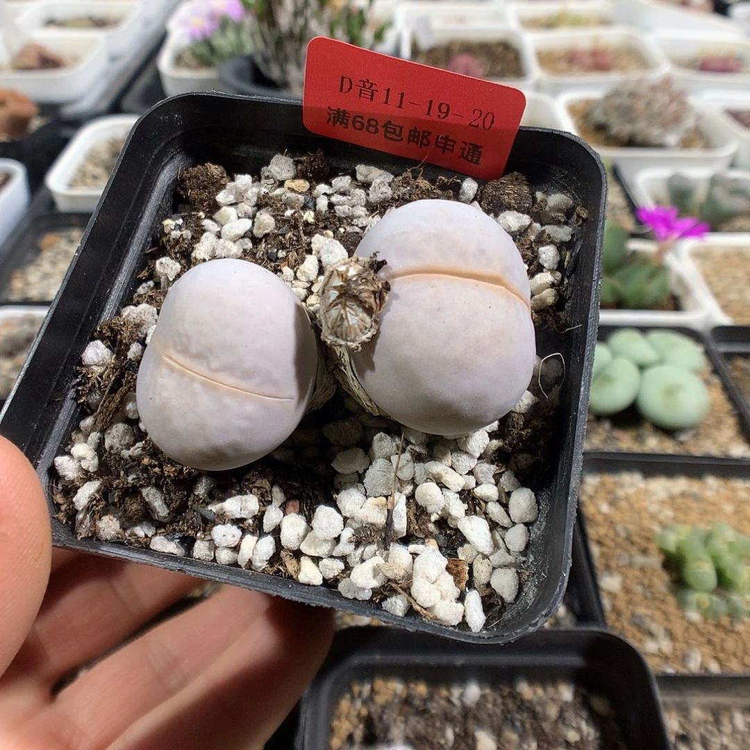 11-19-20      高尔夫1颗